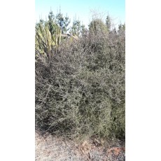 Plagianthus divaricatus Plagianthus divaricatus